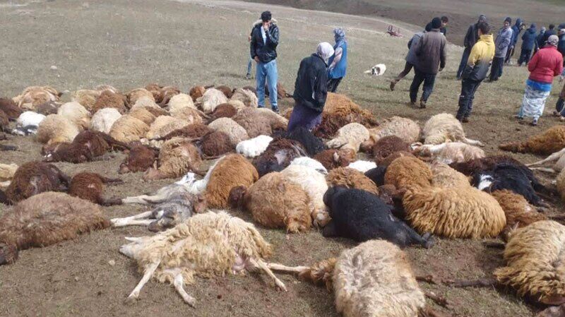 صاعقه مرگبار در زنجان؛ تلف شدن ۲۵۰ گوسفند در سهرین