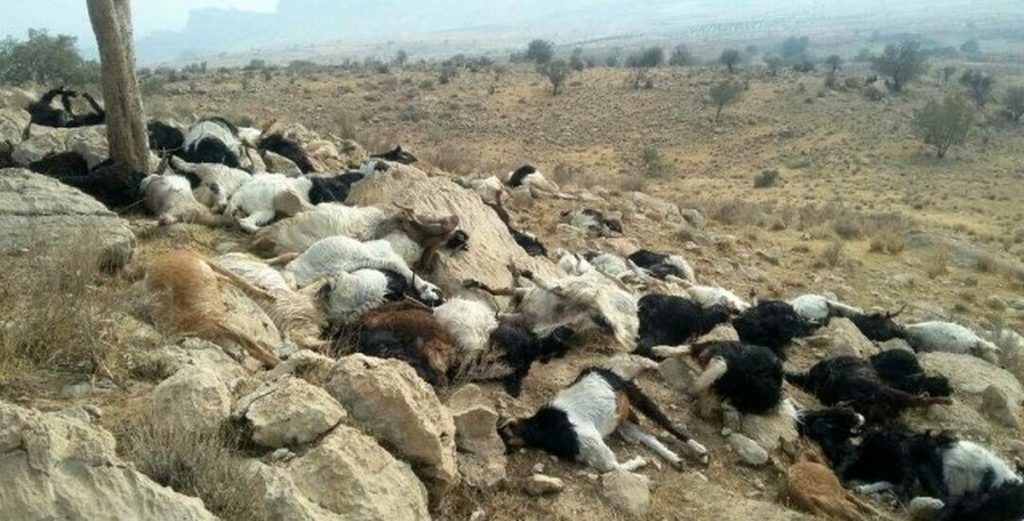 صاعقه مرگبار در زنجان؛ تلف شدن ۲۵۰ گوسفند در سهرین